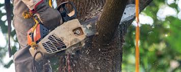 How Our Tree Care Process Works  in  Westernport, MD