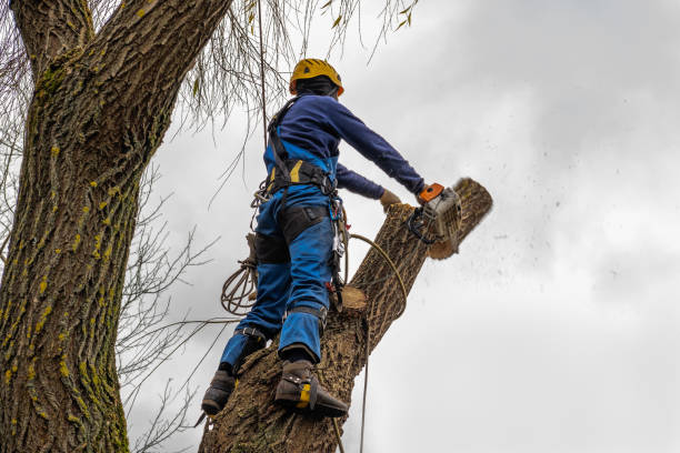 Reliable Westernport, MD Tree Care Services Solutions